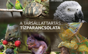 Képkivágás